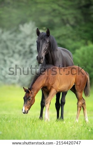 Mare and foal on green pasture