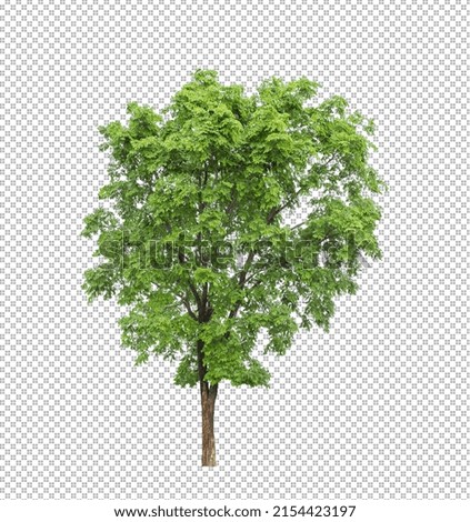 Tree on transparent picture background with clipping path, single tree with clipping path and alpha channel