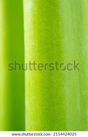 fresh taro stem in a green background