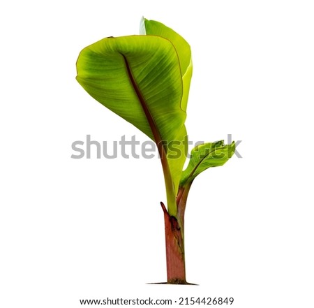 Green little banana tree isolate on a white background with clipping path. Economic crops of tropical countries are gaining popularity.                               