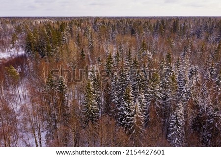 View from drone of winter forest landscape with snowy fir trees on sunny day..