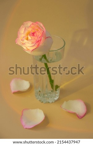 Tender pink rose on vase on beige background. Sunlight Deep shadows Minimal composition. Abstract art idea. Romantic pastel pink rose flower. Modern aesthetic. Neutral earth tones Vertical