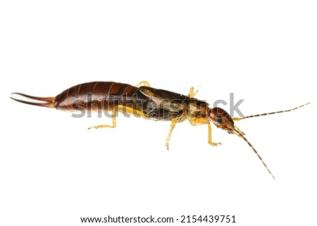  insects of europe: macro of common earwig ( Forficula auricularia german Gemeiner Ohrwurm ) isolated on white background - side view