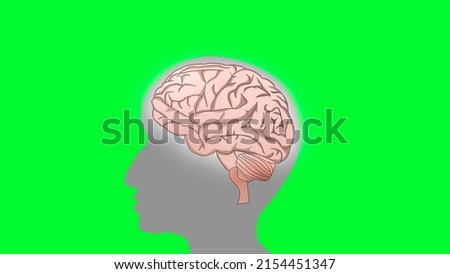 Human Brain and Silhouette Head on Green Screen