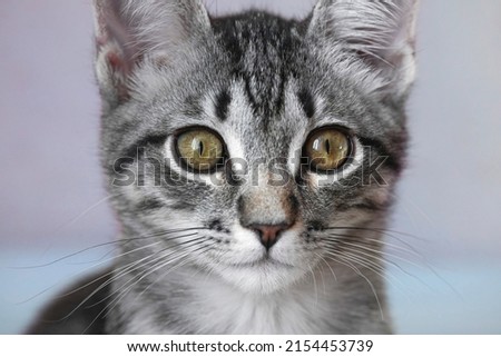 A small, gray kitten with amber eyes, looks straight into the frame. Close-up, macro, selective focus.
