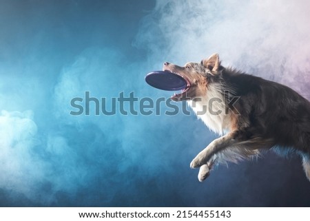 Jumping border collie and catches a disk. The movement of the dog in colored smoke. Sports with an active pet