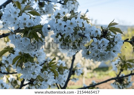 a freshly blooming cherry tree and buds