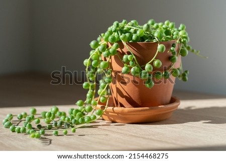 Closeup of Senecio rowleyanus houseplant in terracotta flower pot at home, sunlight. String of pearls. Variety of succulents in Africa. Love plants.  Royalty-Free Stock Photo #2154468275