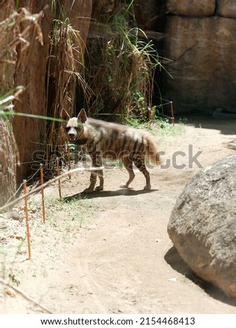 hyena photo in the wilds