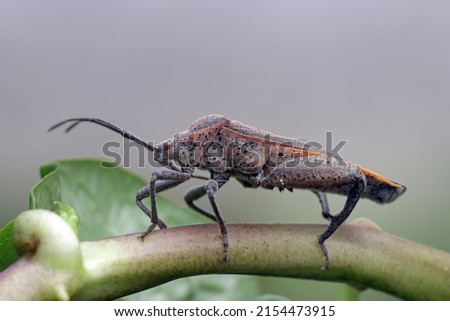 Squash bug closeup on branch, Squash bug isolated with isolated background 