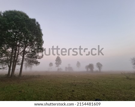 Blur picture of Thick fog. Beautiful nature Atmospheric forest landscape with coniferous trees in low clouds in rainy weather at Thung Salaeng Luang National Park. Phetchabun Provinc,Thailand