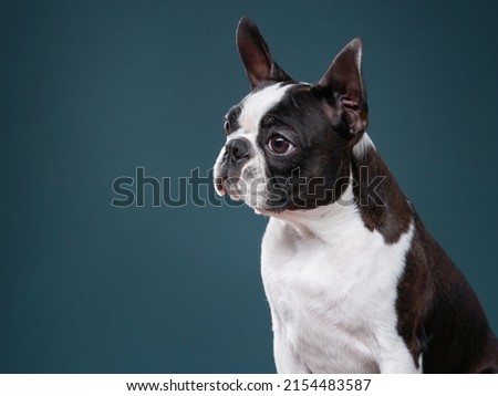 portrait of a dog on a textured blue background. Attentive Boston Terrier