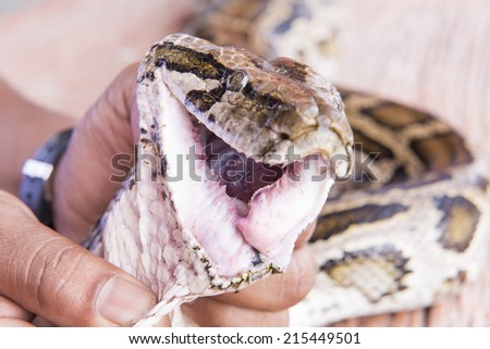 Pictures taken near the head of the python snake teeth.