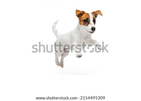 Portrait of cute playful puppy of Jack Russell Terrier in motion, jumping isolated over white studio background. Concept of motion, beauty, vet, breed, pets, animal life. Copy space for ad Royalty-Free Stock Photo #2154495309