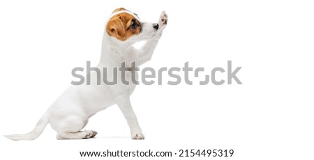 Portrait of cute puppy of Jack Russell Terrier rising paw up, following command isolated over white studio background. Concept of motion, beauty, vet, breed, pets, animal life. Copy space for ad Royalty-Free Stock Photo #2154495319