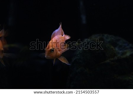 Cichlid colorful fish in aquarium