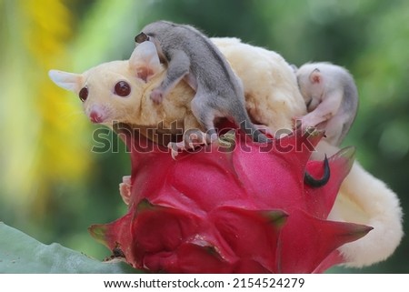 A mother sugar glider is eating dragon fruit while nursing her two babies. This marsupial mammal has the scientific name Petaurus breviceps.