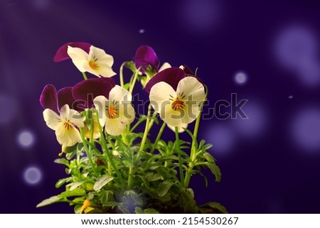 Delicate yellow violet pansy flowers on a purple background in a ray of sun.