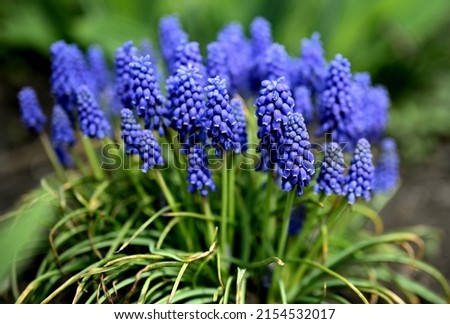 Blue Muscari flowers bloomed in spring in the park Royalty-Free Stock Photo #2154532017