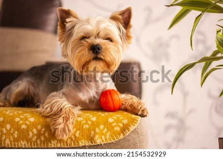 A small Yorkshire Terrier dog lying on sofa in cozy home interior. A doggie is playing with red ball. Canine pet indoors looks straight into a camera. Selective focus, space for text. Cute funny pup. Royalty-Free Stock Photo #2154532929