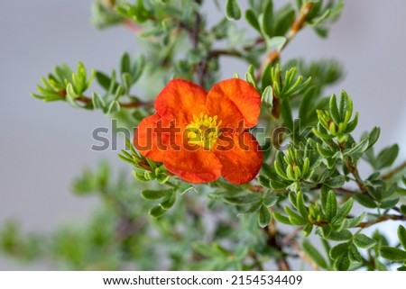 Dasiphora fruticosa subsp. fruticosa. (synonym Potentilla fruticosa). It's also called shrubby cinquefoil, golden hardhack, widdy and kuril tea. This cultivar is called "Red Ace". Royalty-Free Stock Photo #2154534409