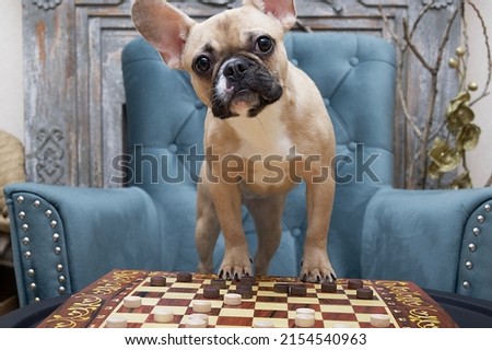 A bulldog breed dog plays checkers and stands on a game board and looks with surprise at the alleged opponent.