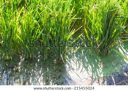 Rice grows in water at field
