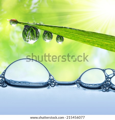 Fresh grass with dew drops above the water bubbles
