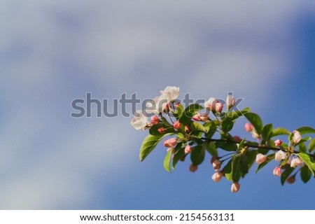 Closeup of a fruit tree with white blossom and blue sky in spring. Beautiful nature background with copy space. Freshness, art, inspiration, romance, beauty concept.