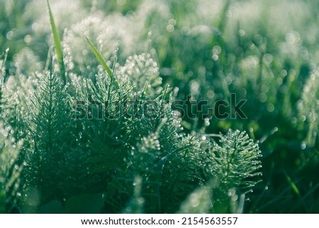 Wild green grass with morning dew at sunrise. Macro image, shallow depth of field. Abstract summer nature background