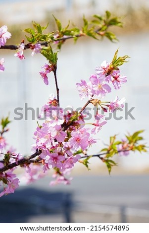 Japanese cherry blossoms are beautiful flowers loved by people all over the world
