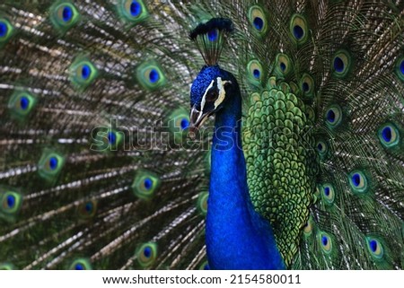 Male peacock in KL birdpark