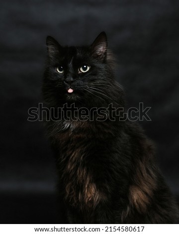 Portrait of a black cat with a black background.