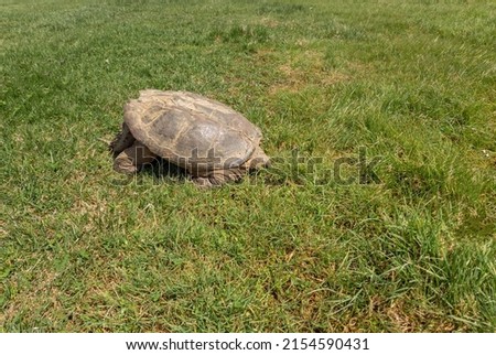 Turtles resting on the grass on a golf course in Magog, Québec, Canada