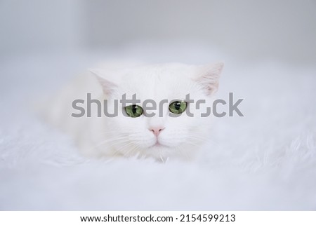 Cute white cat with green eye lying in bed. Fluffy pet comfortably settled to sleep                                 