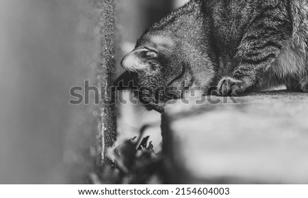 black and white photo of a cat hunting an animal hidden behind a well. The cat concentrates and waits for the hunted game to move in the rattle behind the well.