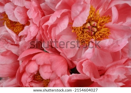 Bouquet of stylish peonies close-up. Pink peony flowers. Close-up of flower petals. Floral greeting card or wallpaper. Delicate abstract floral pastel background