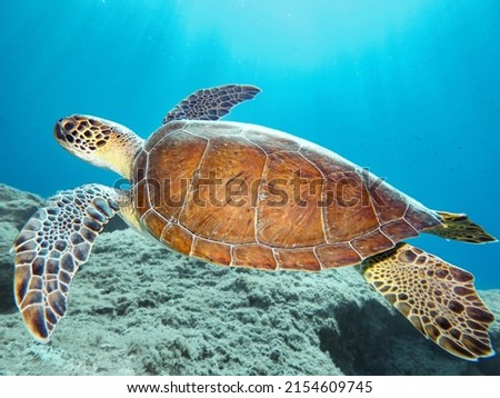A beautiful green sea turtle - Chelonia mydas swimming in the sea of Fig Tree Bay, Cyprus, Mediterranean Sea 