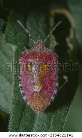 Sloe bug (Hairy shield bug)