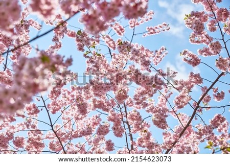 pink blossom on blue sky background close up with green leafs with sunshine
