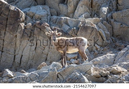 Young male big horn sheep on rocky ledge.  Royalty-Free Stock Photo #2154627097
