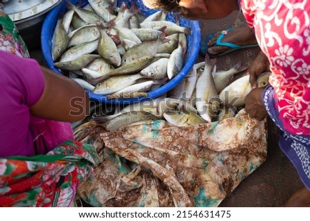Picture of fishes lying in a tub at sea coast of Kanyakumari. Fish market, sea food, poverty, living, sell, buy, meal, economy, cutting, slicing, dried, income, koli, fishermen, nonvegetarian concept