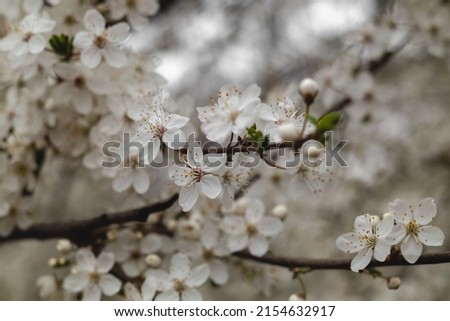 Cherry plum tree in blossom in the spring garden. White blooming tree. Flower background. Royalty-Free Stock Photo #2154632917