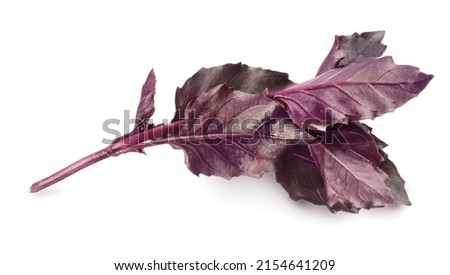 purple basil isolated on white. the entire image is sharpness.