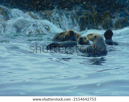 Sea Otter nursery off of Tofino, BC