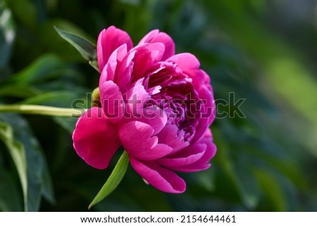 Blooming peony, a beautiful pink flower in the spring garden