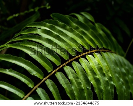 Leaf background,nature pictures,focus on the whole image,photo with sunlight,closeup,used for making a background image.