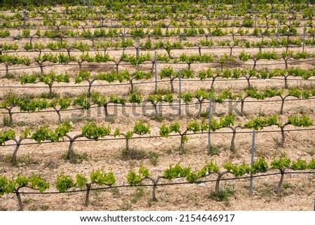 rows of vines in a vineyard seen from above in the Terra Alta region in the province of Tarragona in Spain