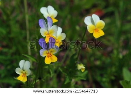 Field Pansy (Viola arvensis) flower blossoms closeup. Beautiful wild flowering plant used in alternative herbal medicine. Outdoor nature photography. Royalty-Free Stock Photo #2154647713