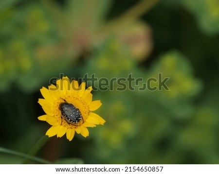 Oxythyrea funesta on top a flower in a meadow
